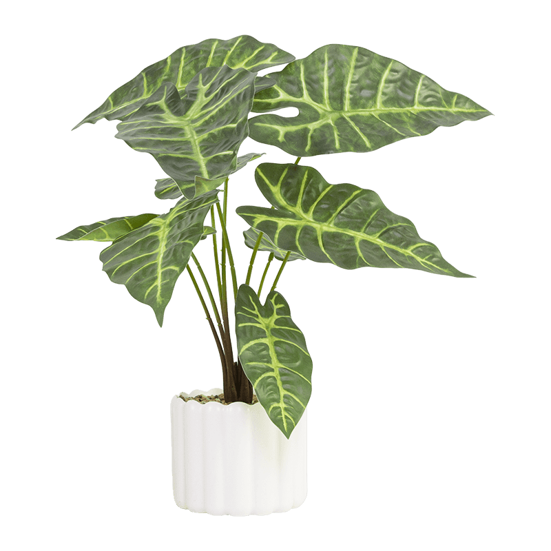 Taro wth 9 Leaves in PP PT 40cm