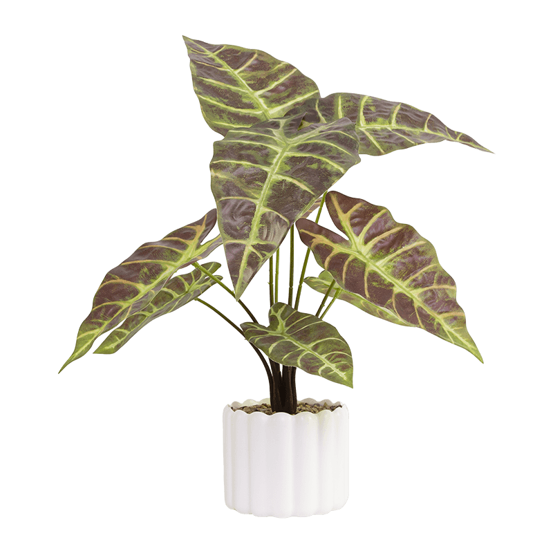 Taro wth 9 Leaves in PP PT 40cm