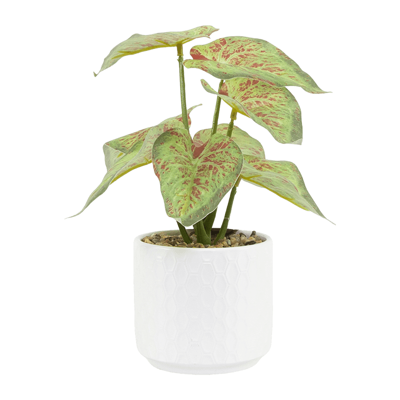 Taro with 8 Leaves in Ceramic PT 23cm