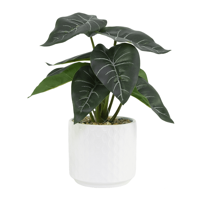 Taro with 8 Leaves in Ceramic PT 23cm