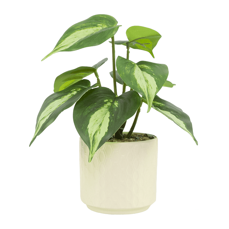 Taro with 8 Leaves in Ceramic PT 23cm