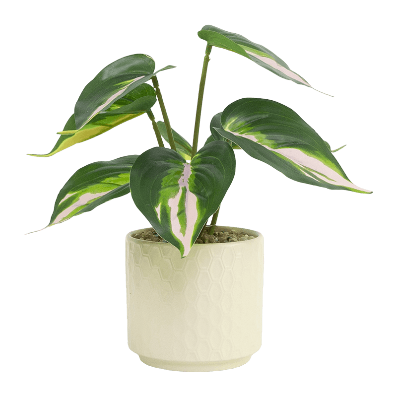 Taro with 8 Leaves in Ceramic PT 23cm