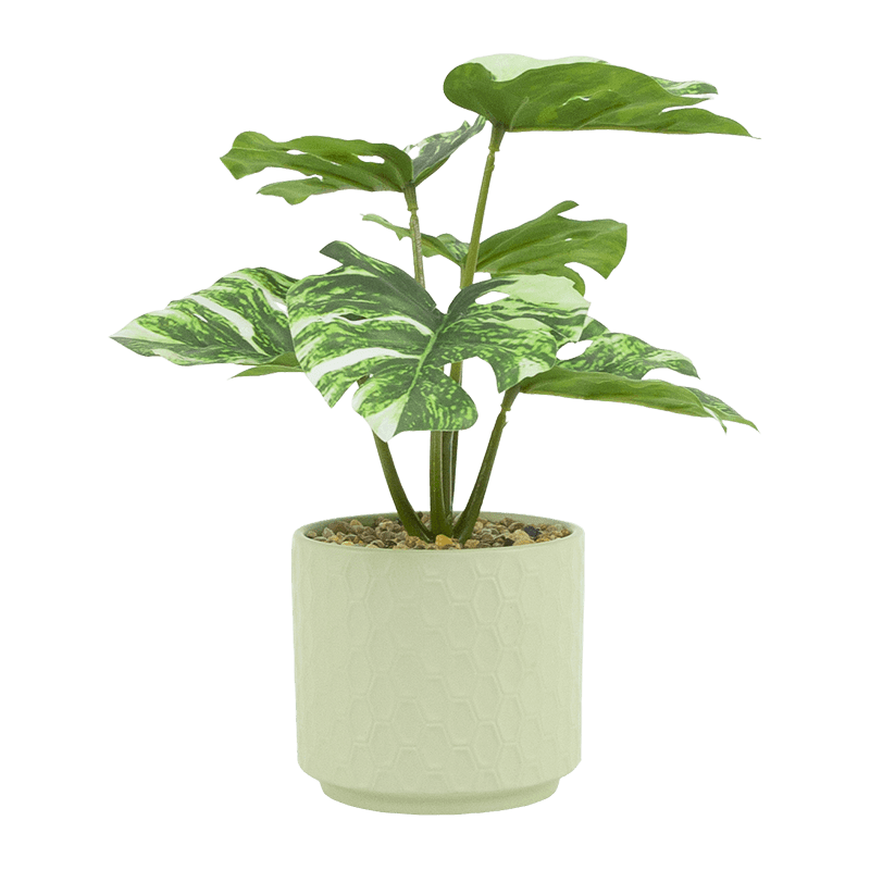 Taro with 8 Leaves in Ceramic PT 23cm