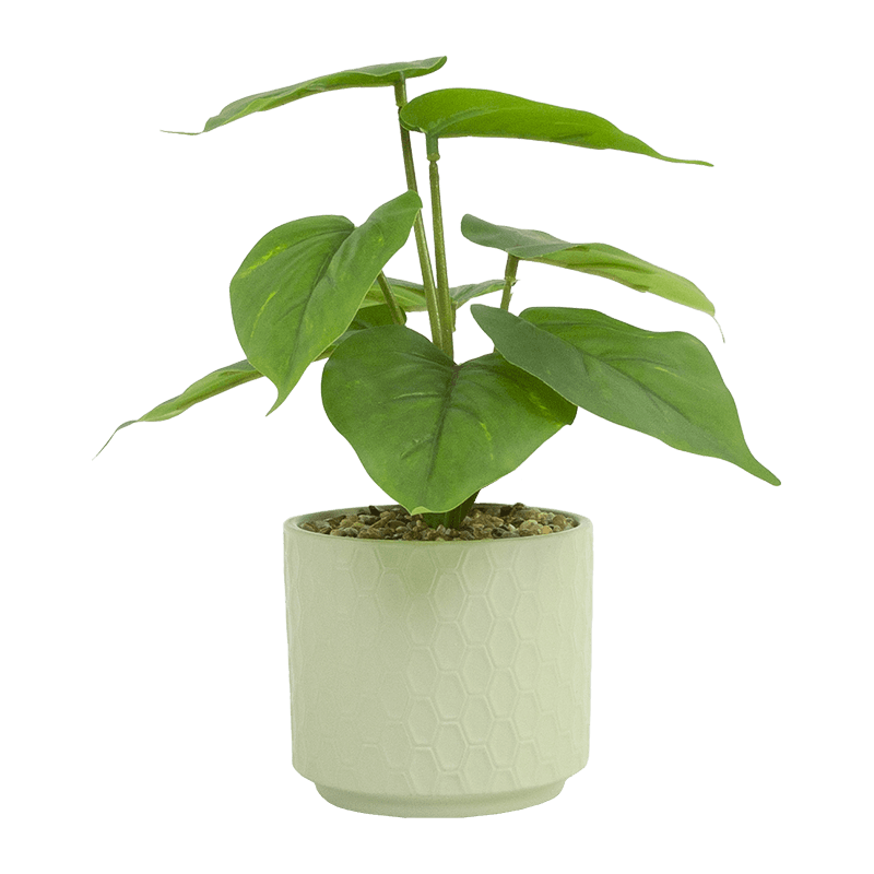 Taro with 8 Leaves in Ceramic PT 23cm