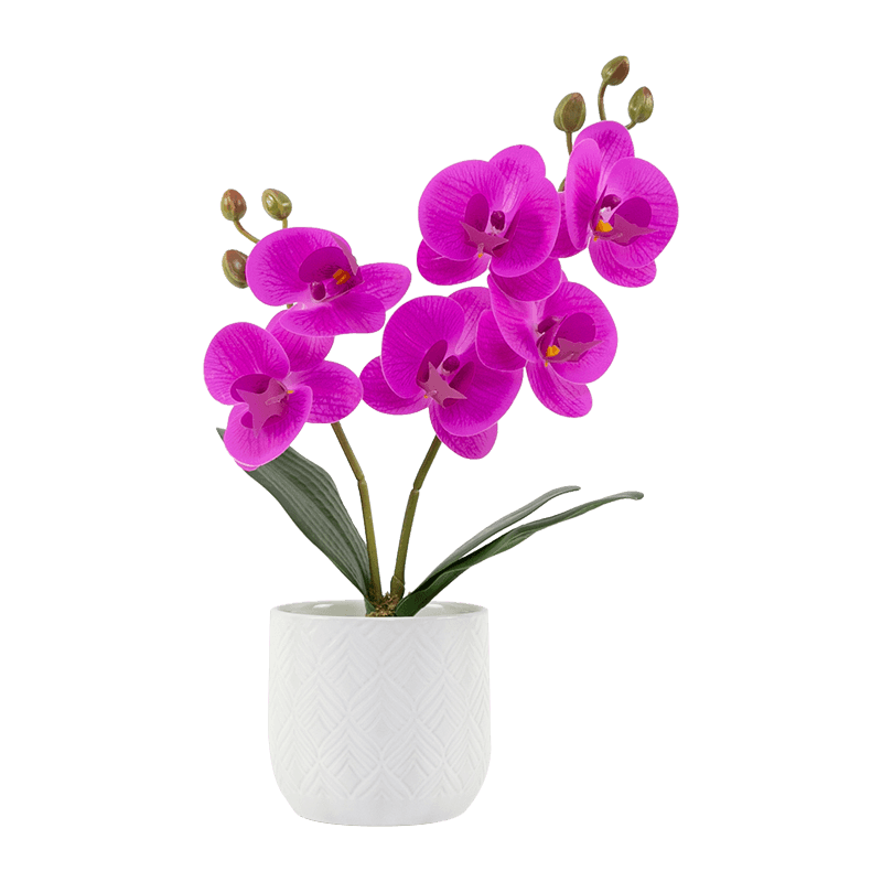 6 Blooms 6 Buds Phalaenopsis Orchid in Ceramic Pot