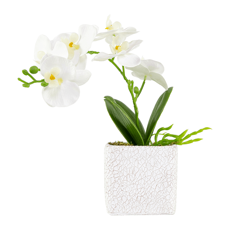 6 Blooms 3 Leaves Phalaenopsis Orchid in Cement Pot