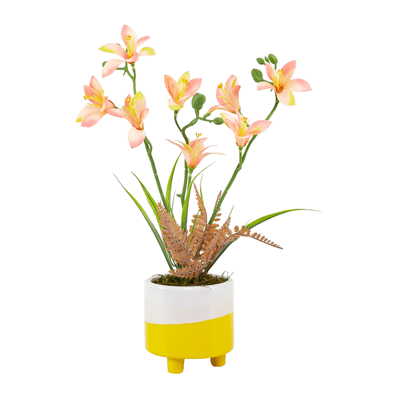 Narcissus Ceramic Pot with Three Stems Eight Flowers