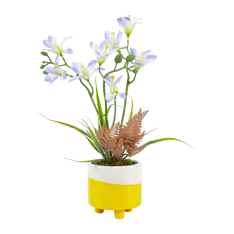 Narcissus Ceramic Pot with Three Stems Eight Flowers