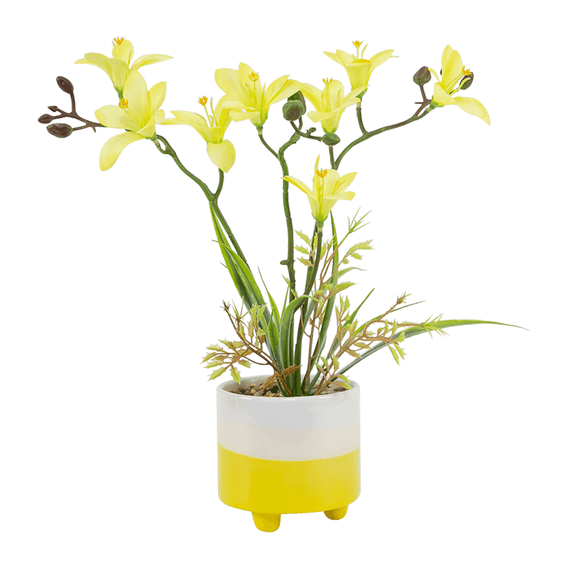 Narcissus Ceramic Pot with Three Stems Eight Flowers