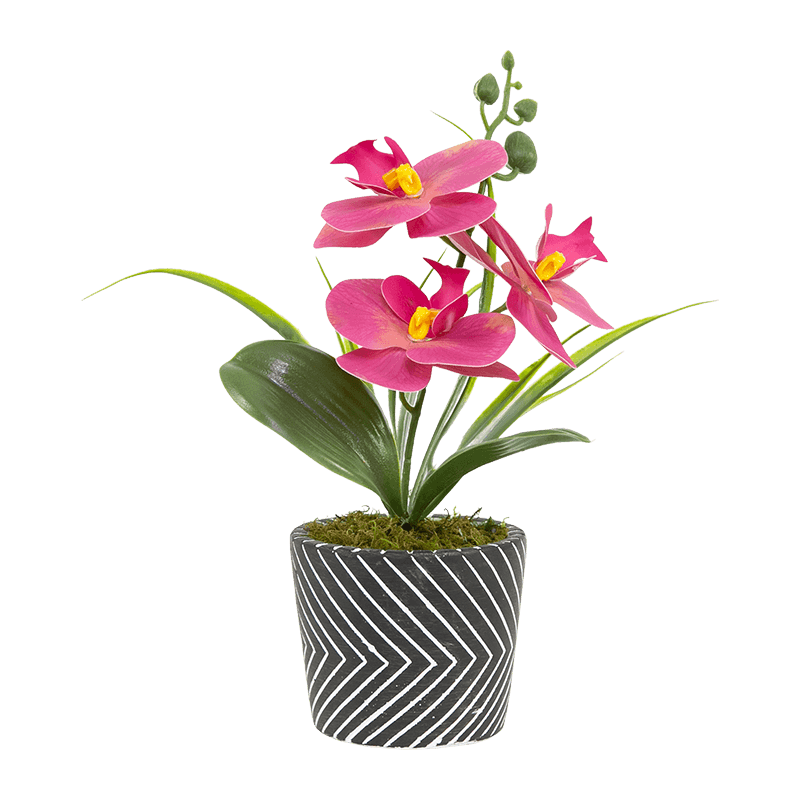 3 Blooms 3 Buds Phalaenopsis Orchid in Cement Pot