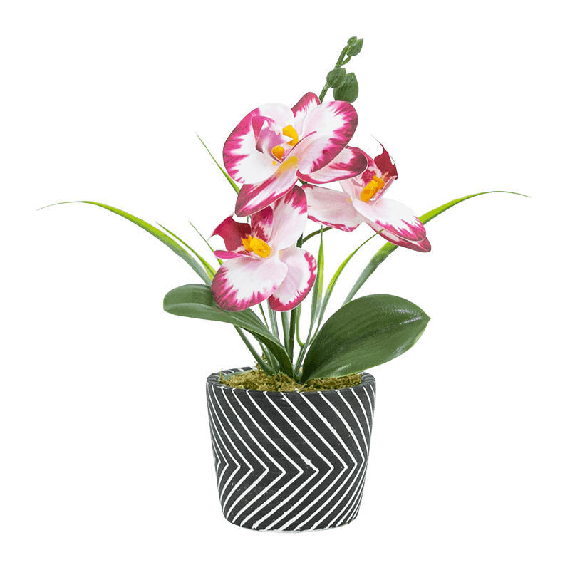 3 Blooms 3 Buds Phalaenopsis Orchid in Cement Pot