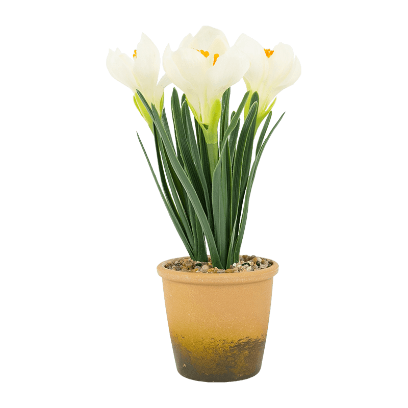 Narcissus in Melamine Pot With 3 Flowers 28cm
