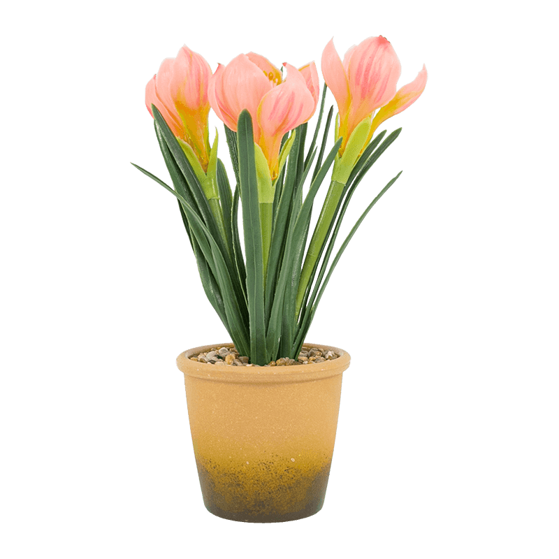 Narcissus in Melamine Pot With 3 Flowers 28cm
