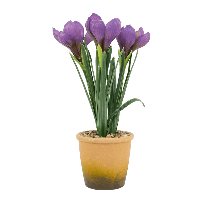 Narcissus in Melamine Pot With 3 Flowers 28cm