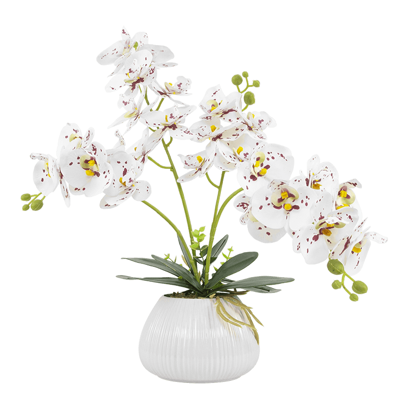 24 Flowers Butterfly Orchid with Ceramic Pot