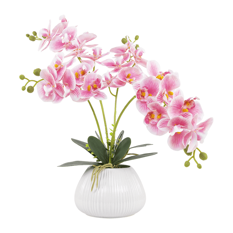 24 Flowers Butterfly Orchid with Ceramic Pot