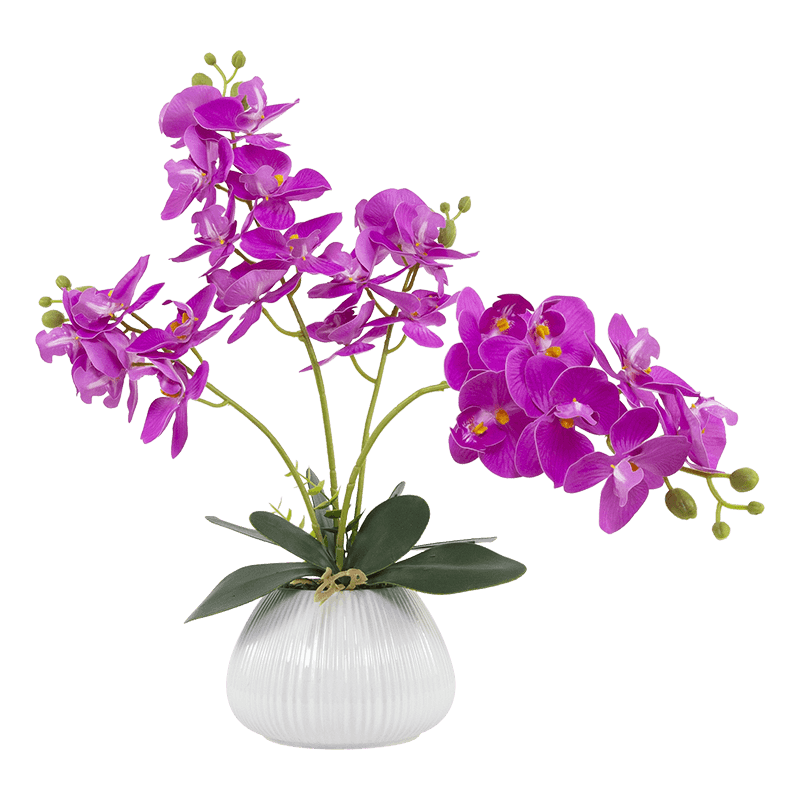 24 Flowers Butterfly Orchid with Ceramic Pot