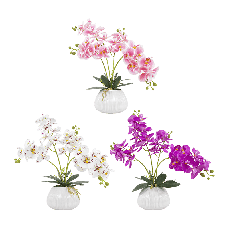 24 Flowers Butterfly Orchid with Ceramic Pot