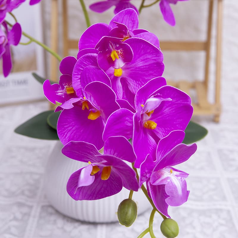 24 Flowers Butterfly Orchid with Ceramic Pot