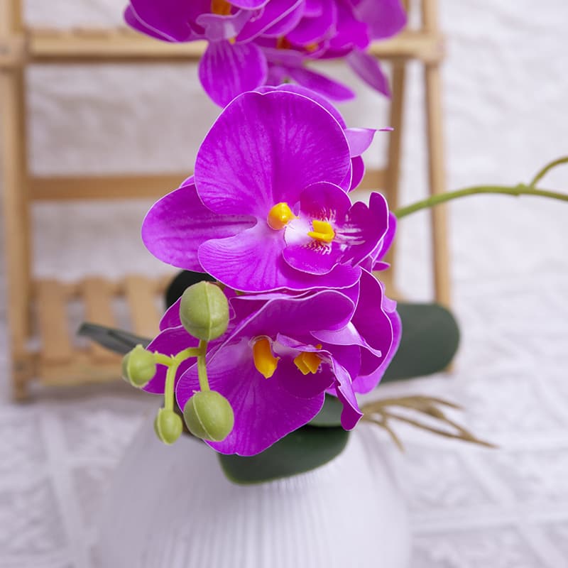 24 Flowers Butterfly Orchid with Ceramic Pot