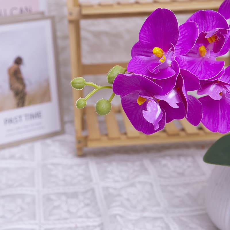 24 Flowers Butterfly Orchid with Ceramic Pot