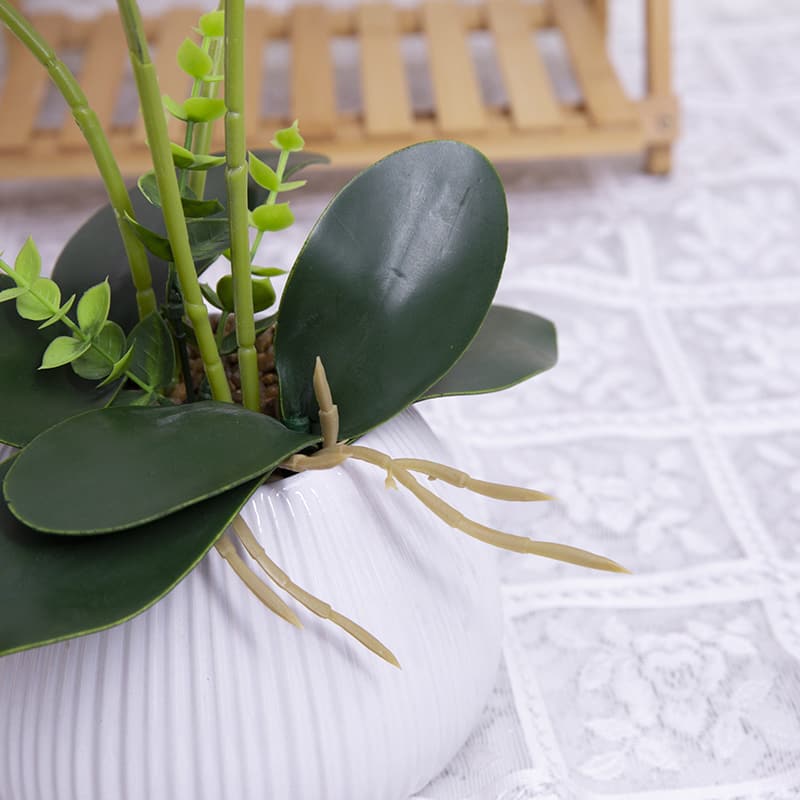 24 Flowers Butterfly Orchid with Ceramic Pot