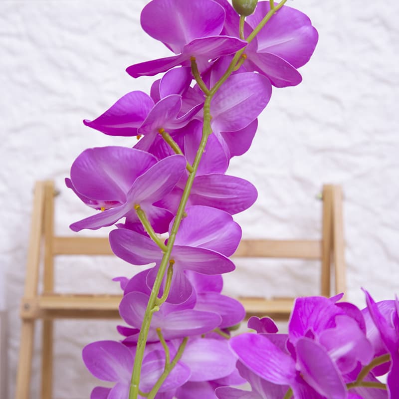 24 Flowers Butterfly Orchid with Ceramic Pot