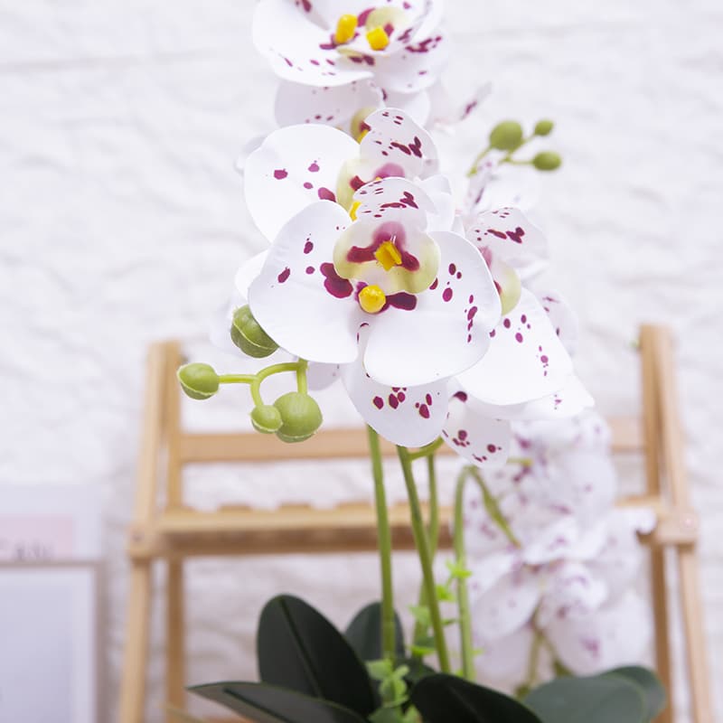 24 Flowers Butterfly Orchid with Ceramic Pot