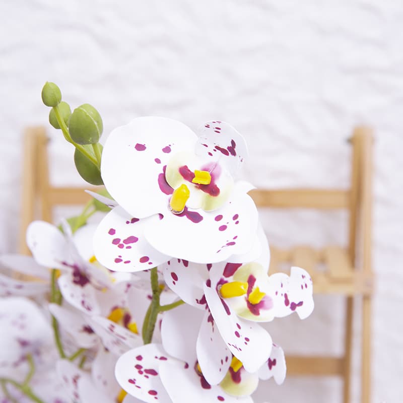 24 Flowers Butterfly Orchid with Ceramic Pot