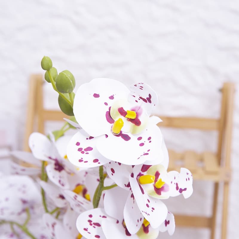 24 Flowers Butterfly Orchid with Ceramic Pot