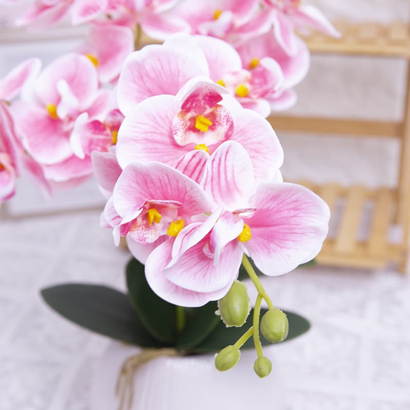 24 Flowers Butterfly Orchid with Ceramic Pot