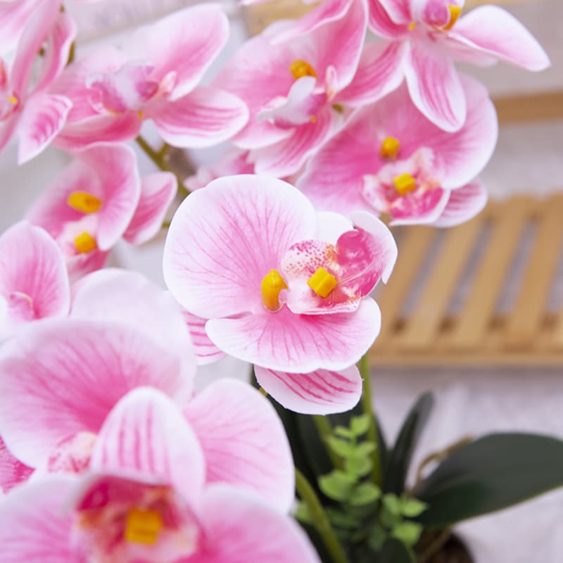 24 Flowers Butterfly Orchid with Ceramic Pot