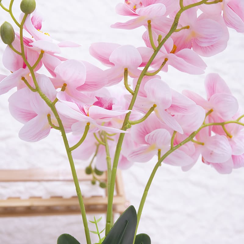 24 Flowers Butterfly Orchid with Ceramic Pot