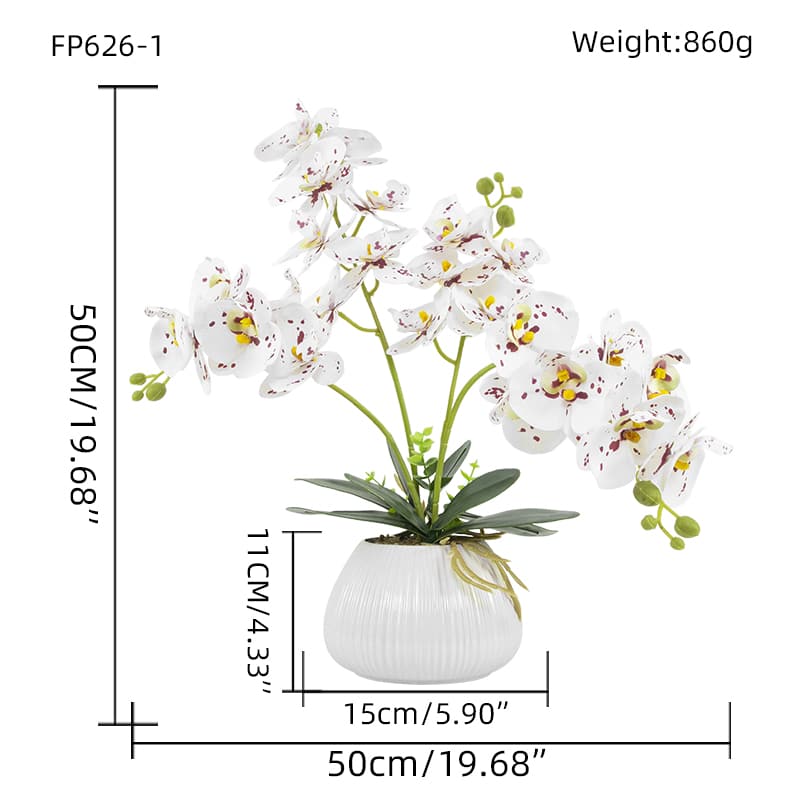 24 Flowers Butterfly Orchid with Ceramic Pot