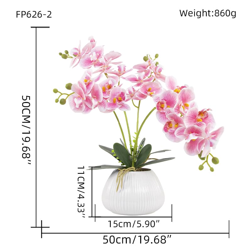 24 Flowers Butterfly Orchid with Ceramic Pot