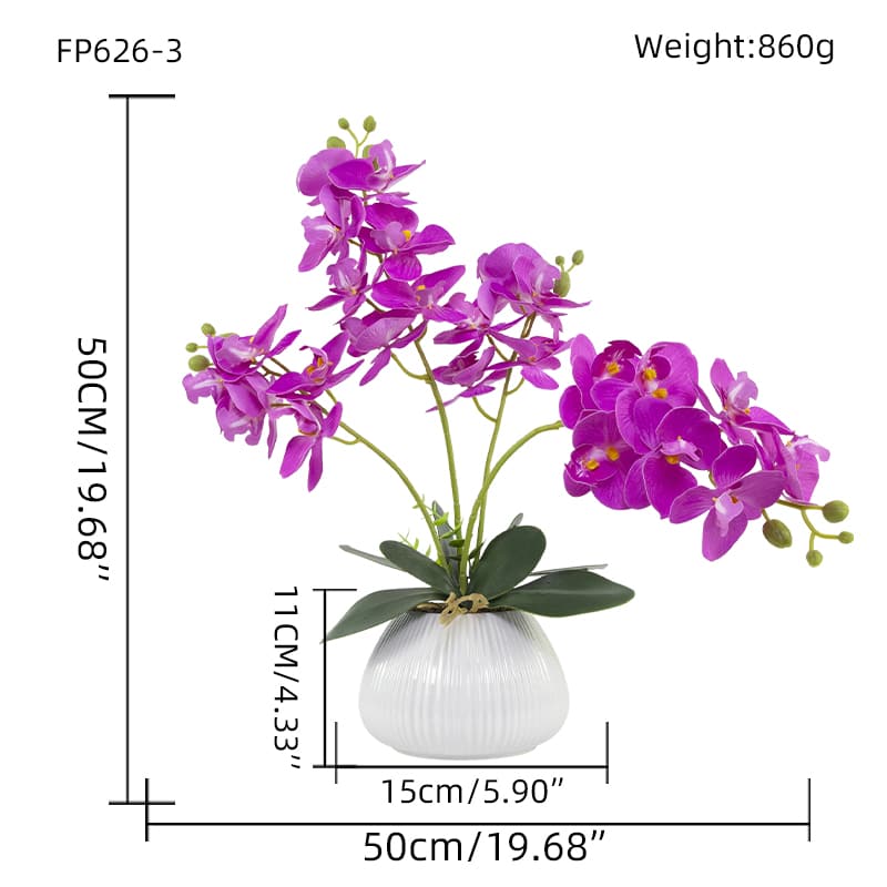 24 Flowers Butterfly Orchid with Ceramic Pot