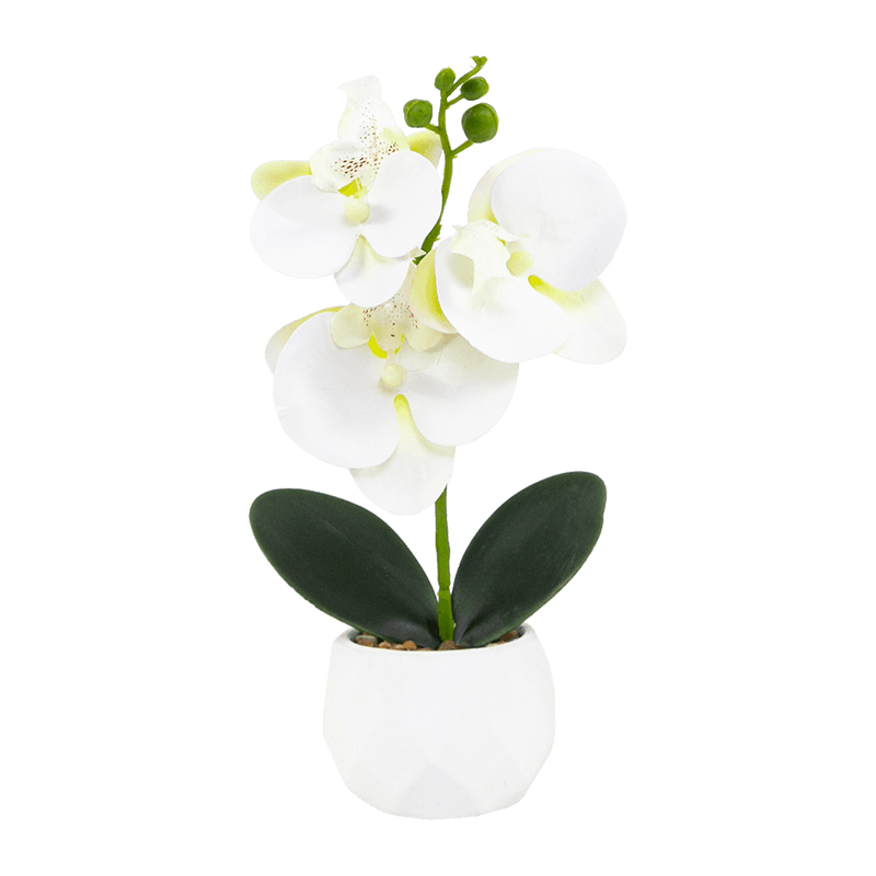 Orchid In Cement Pot with 3 Flowers