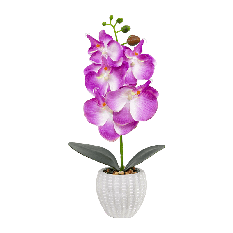 Orchid in Cement Pot with 5 Flowers