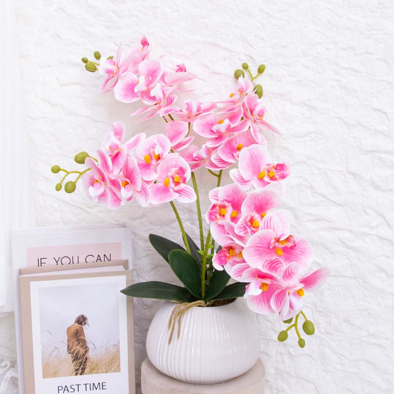 24 Flowers Butterfly Orchid with Ceramic Pot