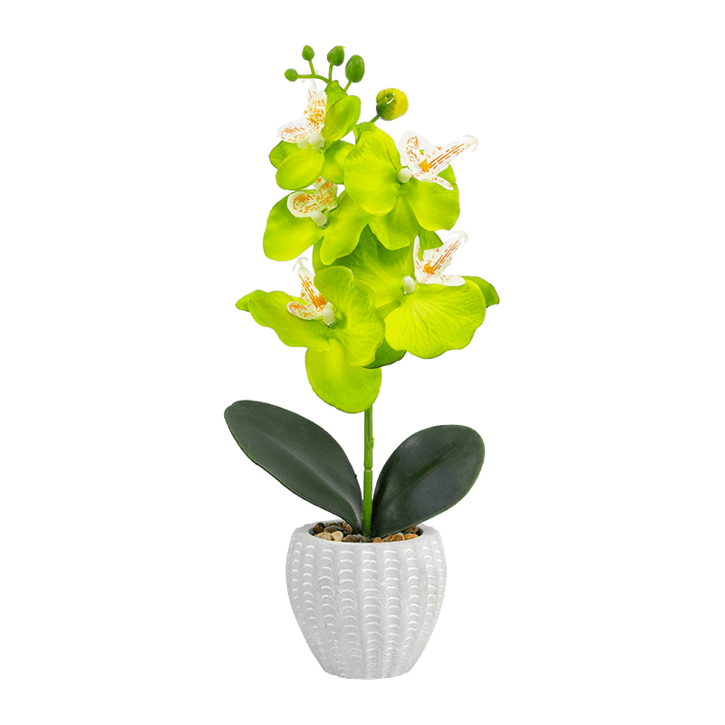Orchid in Cement Pot with 5 Flowers
