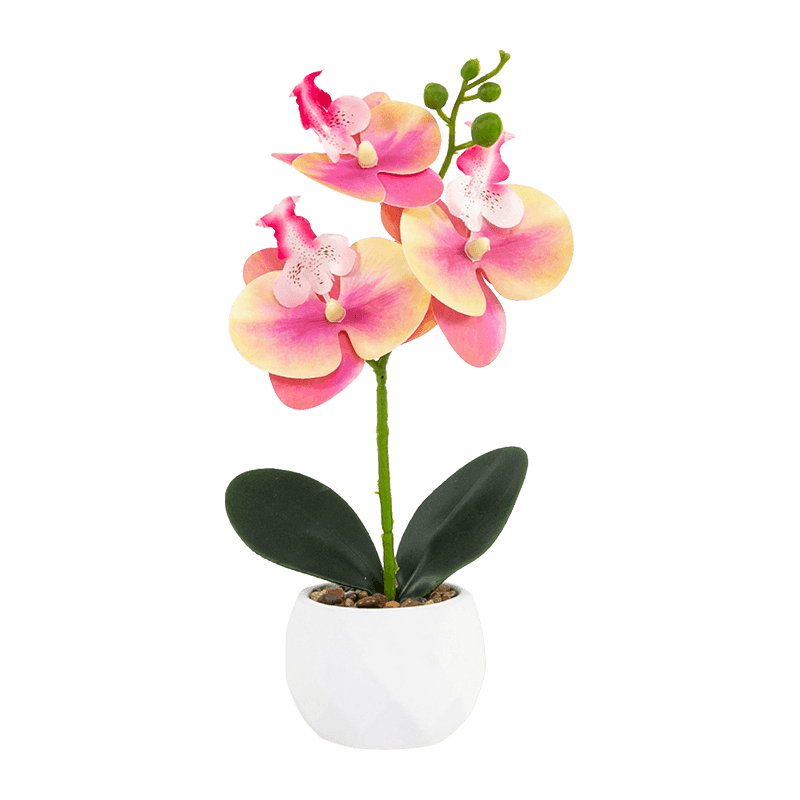 Orchid In Cement Pot with 3 Flowers