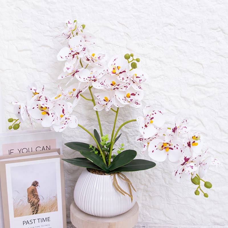 24 Flowers Butterfly Orchid with Ceramic Pot