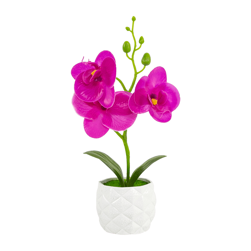 Orchid in PP Pot with 3 Flowers