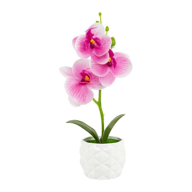 Orchid in PP Pot with 3 Flowers
