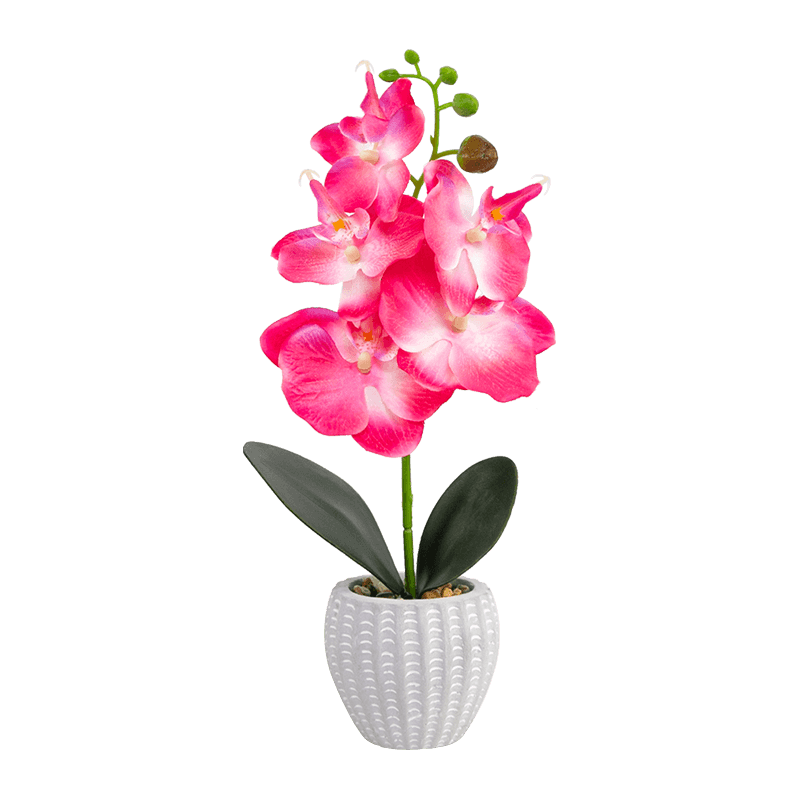 Orchid in Cement Pot with 5 Flowers