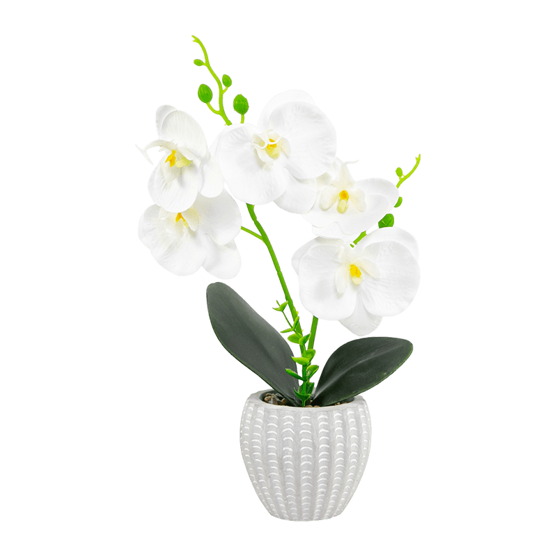 5 Flowers 8 Buds 2 Leaves Phalaenopsis in A Cement Pot