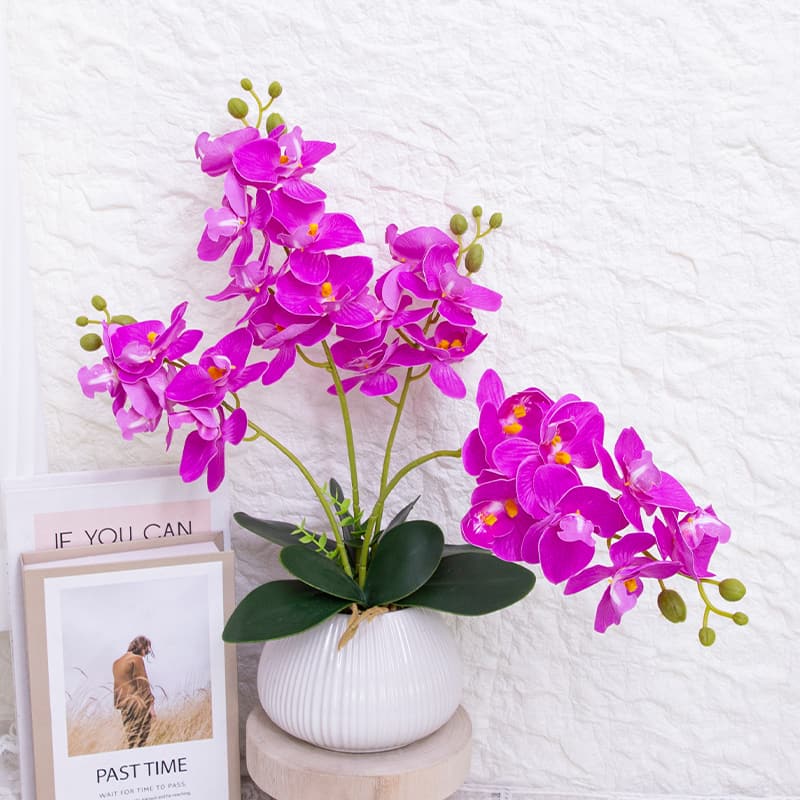 24 Flowers Butterfly Orchid with Ceramic Pot
