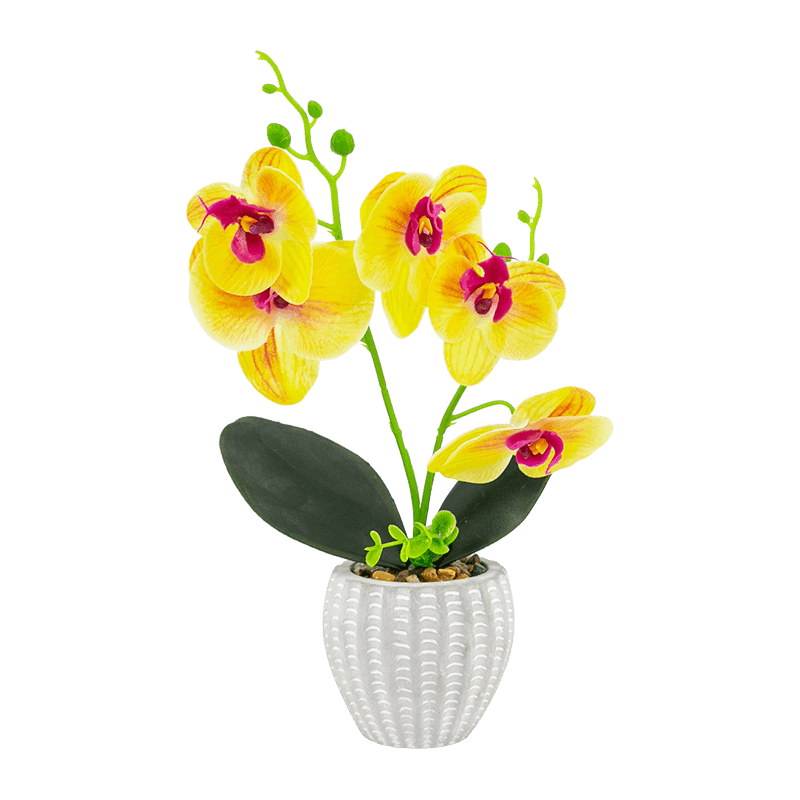 5 Flowers 8 Buds 2 Leaves Phalaenopsis in A Cement Pot