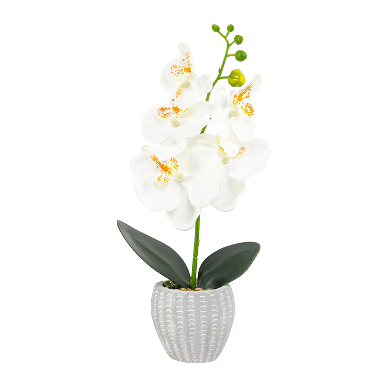 Orchid in Cement Pot with 5 Flowers