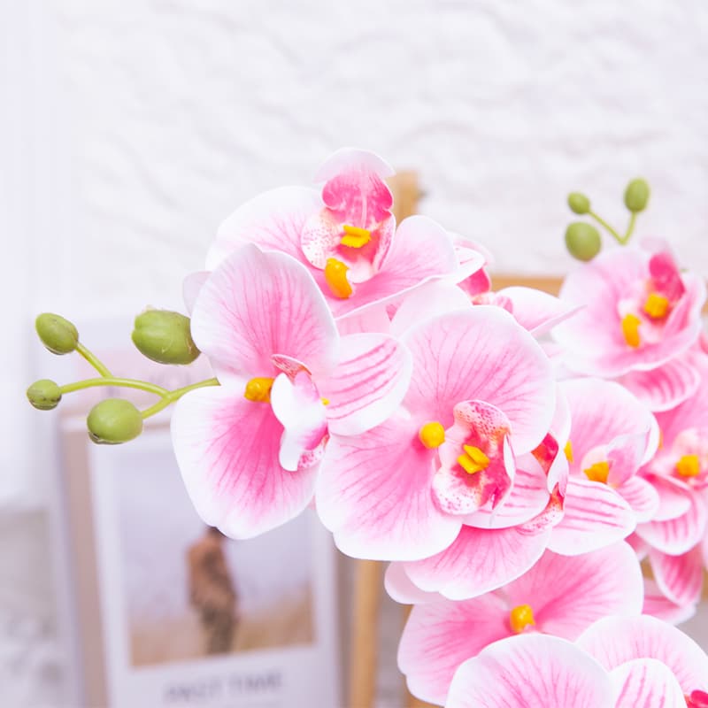 24 Flowers Butterfly Orchid with Ceramic Pot